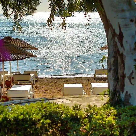 Anemon Kent 호텔 트라존